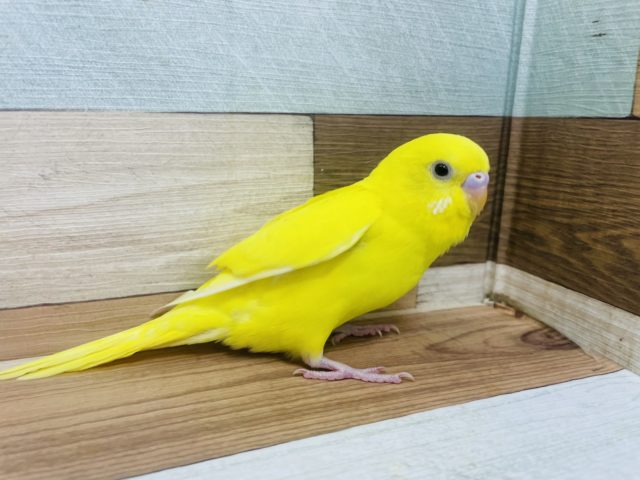 最新画像あります☆☆黄色が鮮やか〜！派手さんセキセイインコ ダブルファクター