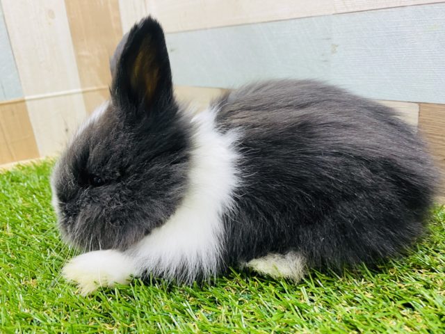 もふもふで好奇心旺盛なライオンラビットやって来ました〜 ライオンラビット