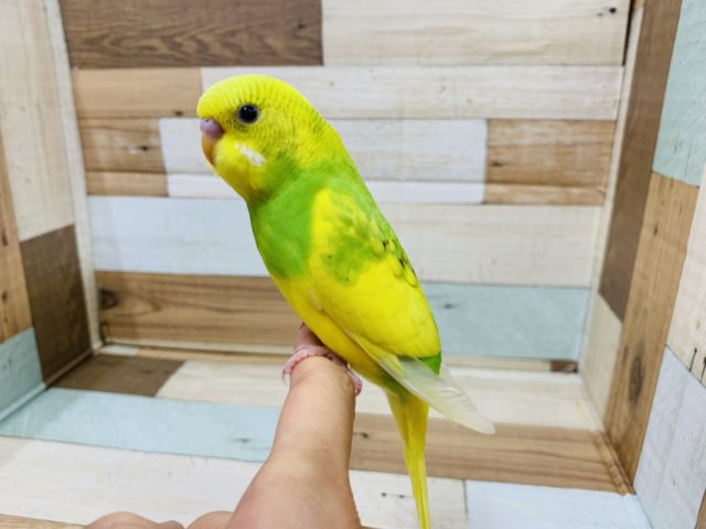 セキセイインコ