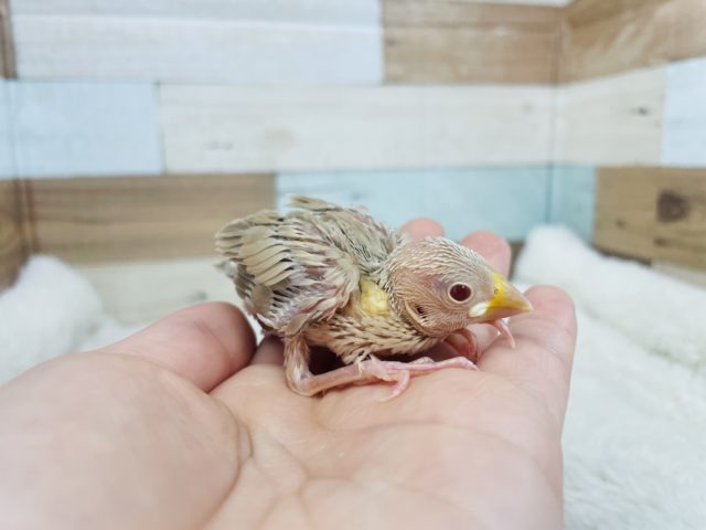 久々にやってきました♡胸きゅんシナモン文鳥さん! シナモン文鳥