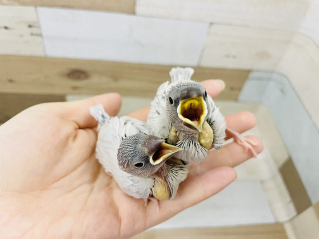 シルバー文鳥