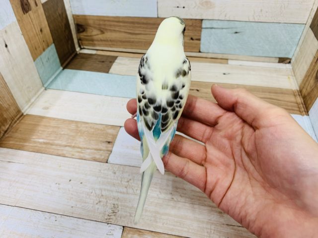 水色がが際立ちます!淡いカラー☆セキセイインコ(クリームハルクイン) セキセイインコ