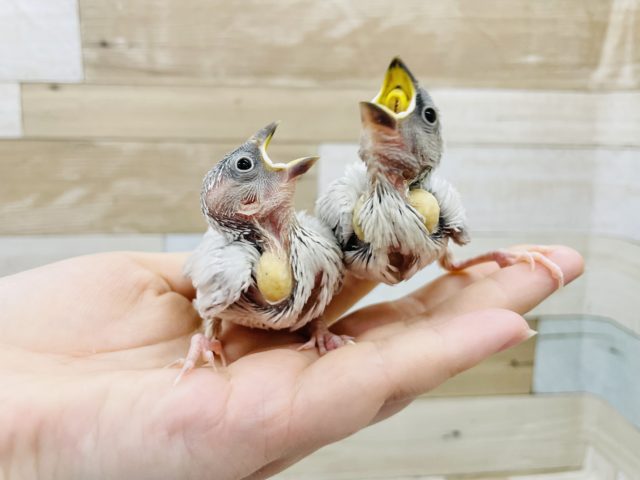 シルバー文鳥