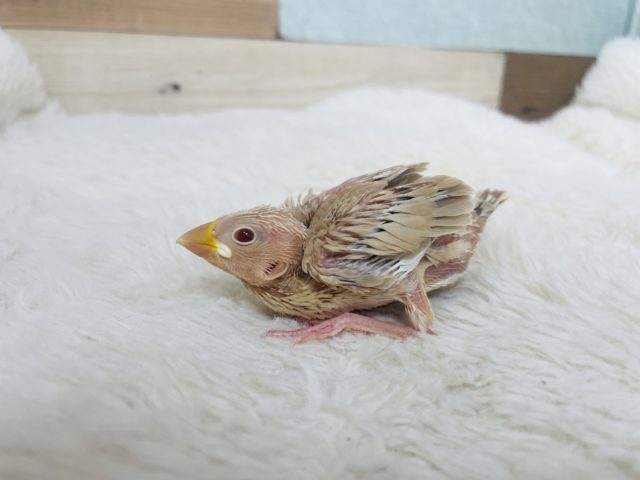シナモン文鳥