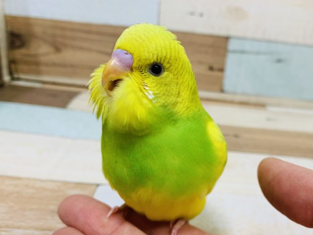 ビタミンカラーの羽が生え揃いました！セキセイインコ(スパングルパイド)