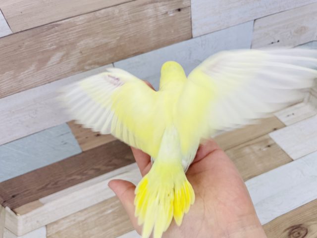 愛らしいお顔♡セキセイインコヒナ(ダブルファクター) セキセイインコ