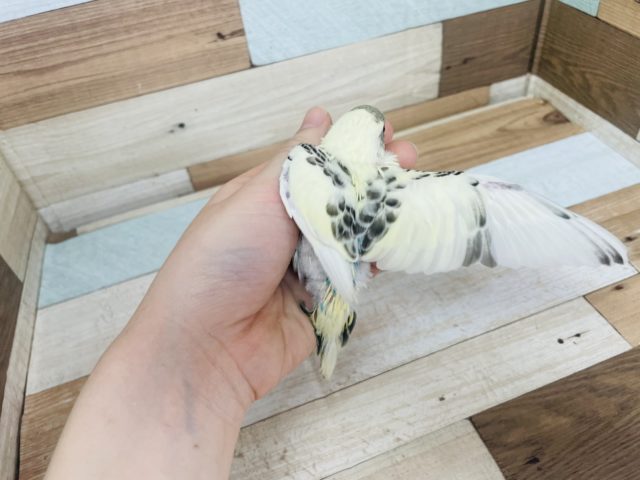 水色がが際立ちます!淡いカラー☆セキセイインコ(クリームハルクイン) セキセイインコ