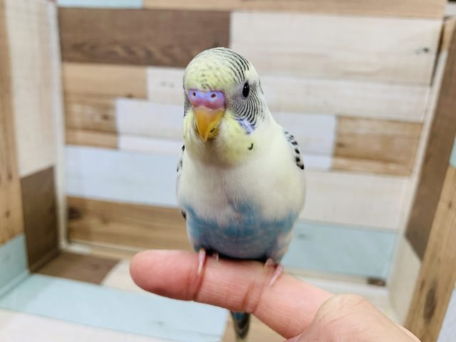 水色がが際立ちます!淡いカラー☆セキセイインコ(クリームハルクイン) セキセイインコ