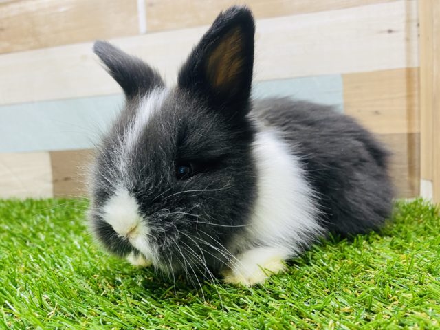 もふもふで好奇心旺盛なライオンラビットやって来ました〜 ライオンラビット