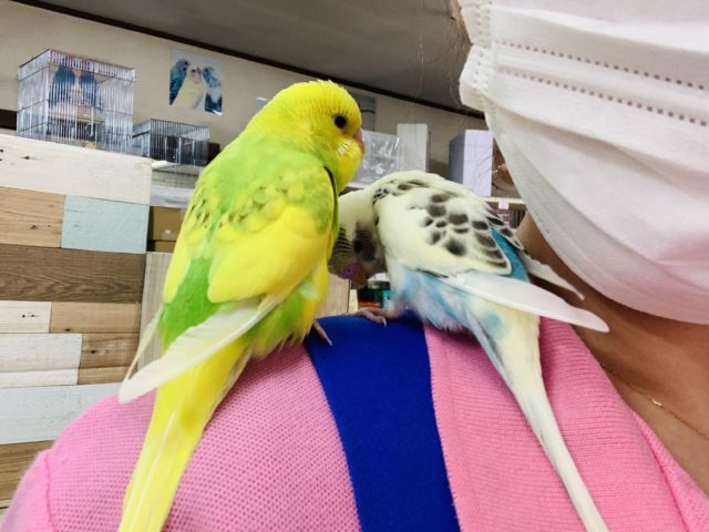 セキセイインコ