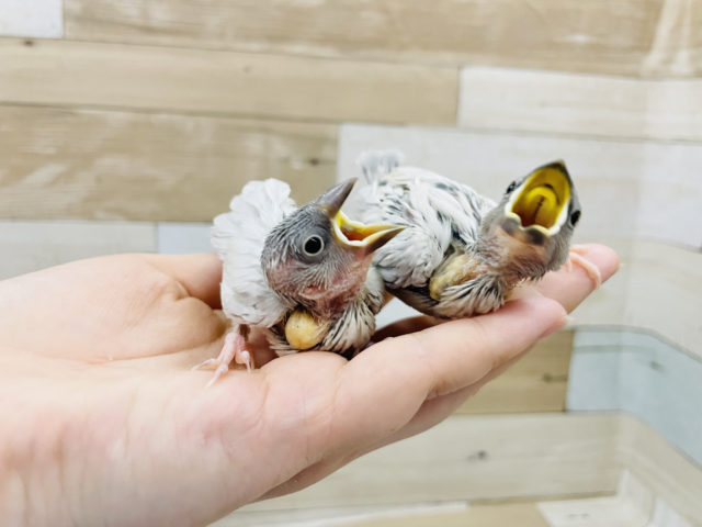 シルバー文鳥