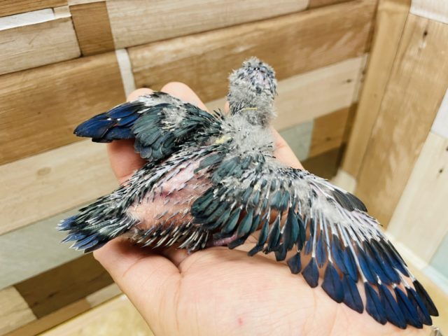 優しい性格の予感です☆サザナミインコのコバルトカラー! サザナミインコ