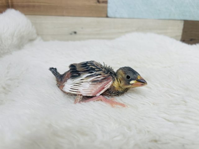 桜文鳥
