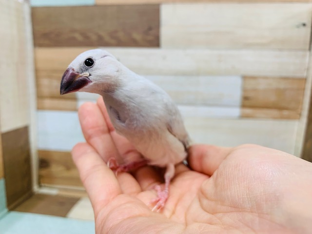 シルバー文鳥