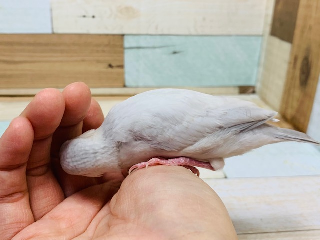 手のひらでくつろぎます♪シルバー文鳥さん☆ シルバー文鳥