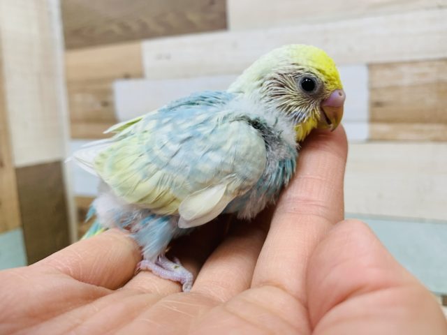 淡いカラーの定番人気♪よく動き回るセキセイインコ(パステルレインボー)さん☆