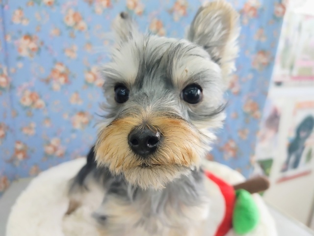 ヨークシャテリア