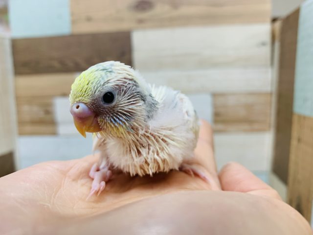 わたわた♡成長が楽しみのセキセイインコ(パステルレインボーパイド)さん☆ セキセイインコ