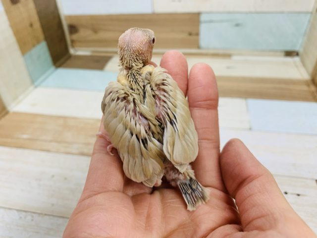 ヒナヒナ♡大人気カラーのシナモン文鳥さん♪ シナモン文鳥
