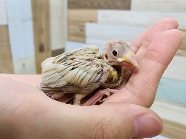 シナモン文鳥