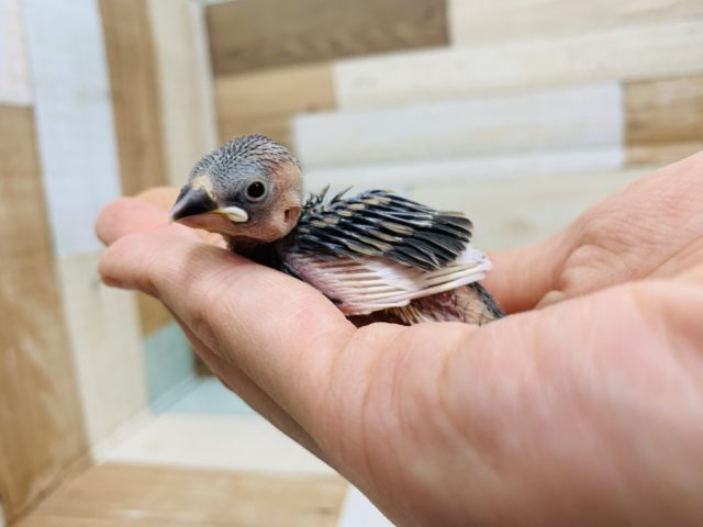 桜文鳥