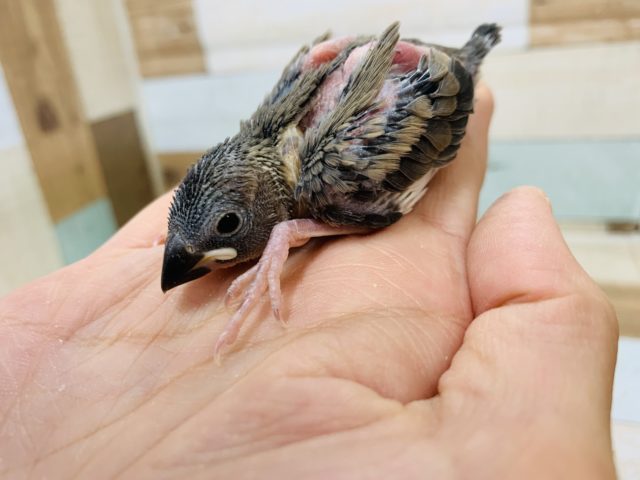 桜文鳥