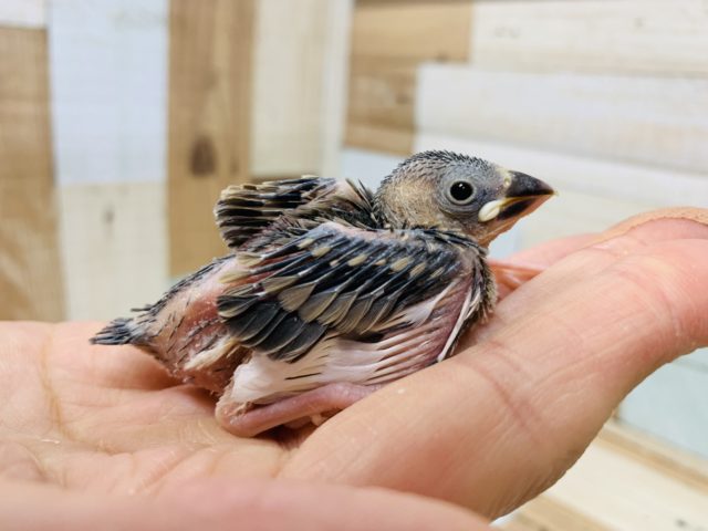 桜文鳥