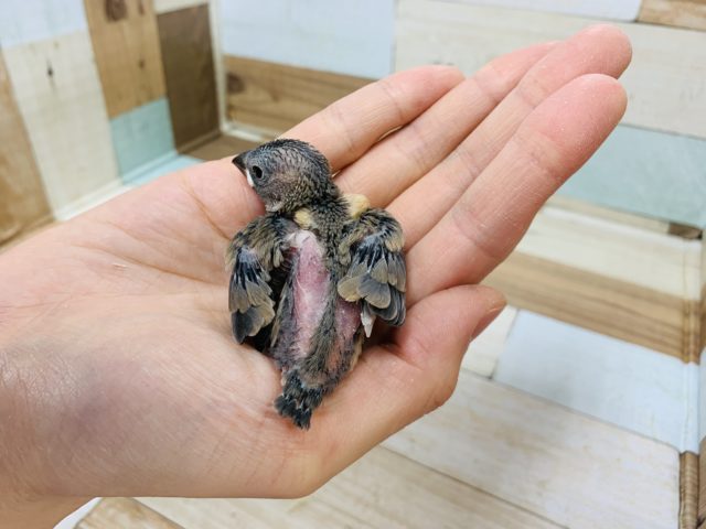 ベタなれのおまんじゅう♡桜文鳥さん♪ 桜文鳥