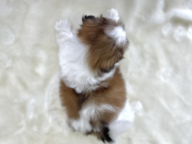 シーズー