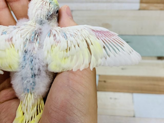 セキセイインコ