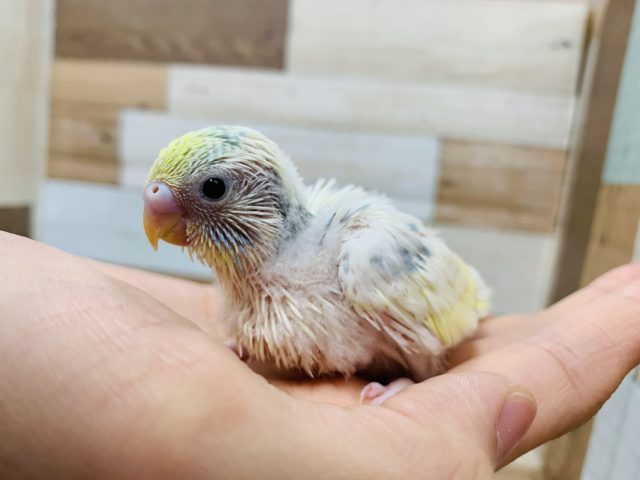わたわた♡成長が楽しみのセキセイインコ(パステルレインボーパイド)さん☆