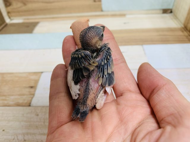 小さくてもしっかり食べます!桜文鳥さん♪ 桜文鳥