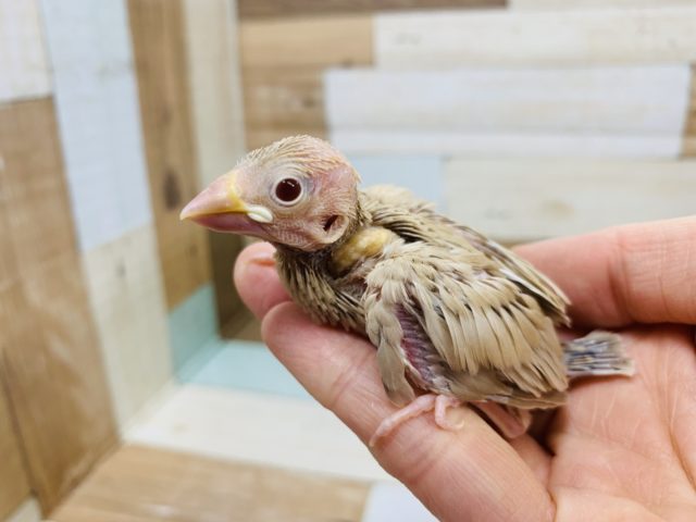 シナモン文鳥