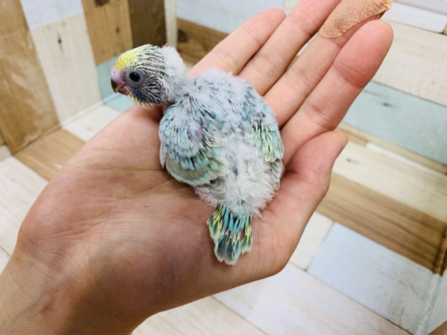 ごはんの時はじっとしてられない!セキセイインコ(レインボー)さん! セキセイインコ