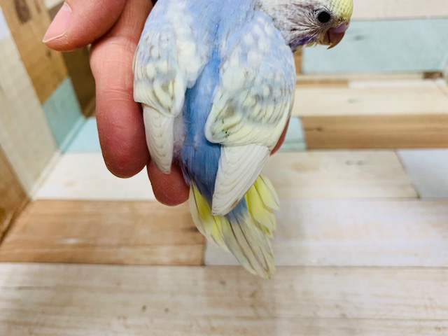 食欲旺盛♪セキセイインコ(パステルレインボースパングル)さん☆ セキセイインコ
