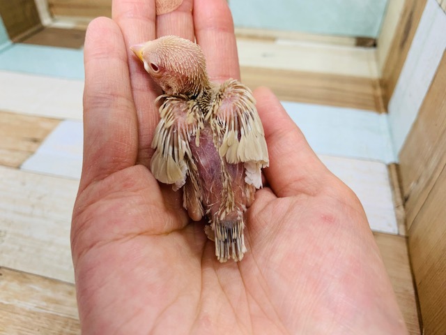 シナモン文鳥