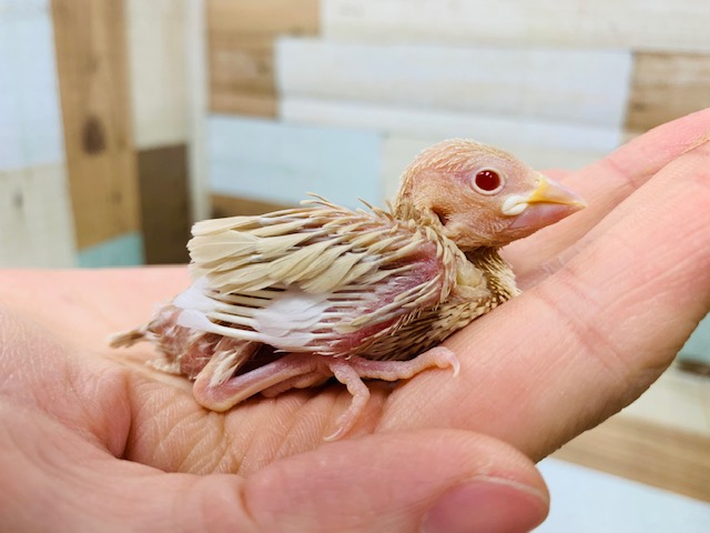 シナモン文鳥