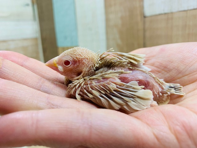 シナモン文鳥