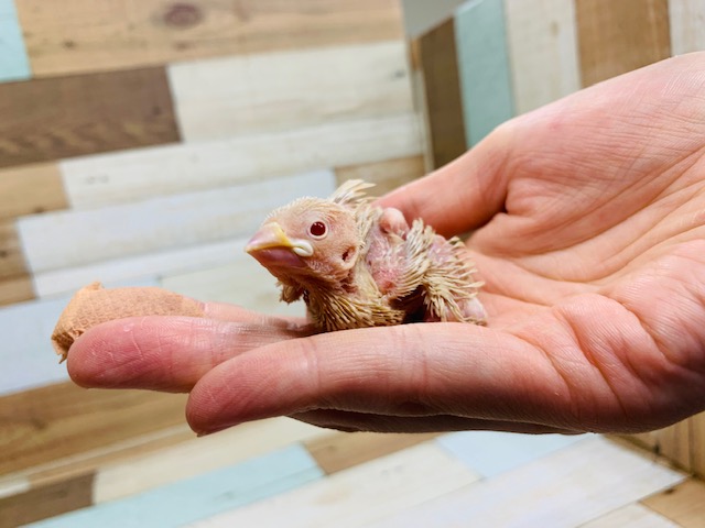 不動の人気カラー☆シナモン文鳥さん♪ シナモン文鳥