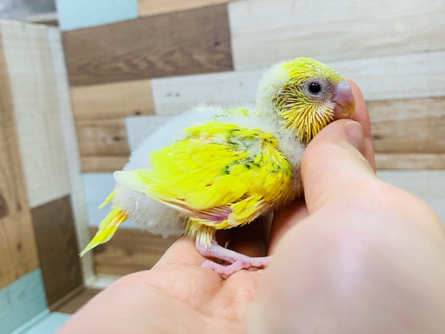 他の鳥さんとも仲良し♪セキセイインコ(スパングルパイド)さん☆ セキセイインコ