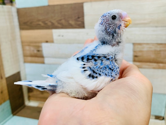 可愛らしいお顔に?!羽が生えそろいました!セキセイインコ(パイド)さん! セキセイインコ