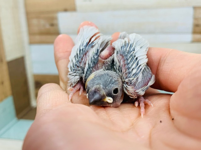 ごはんをパクパク食べます♪シルバー文鳥さん☆ シルバー文鳥