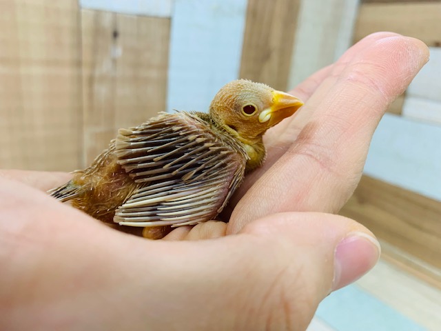 シナモン文鳥