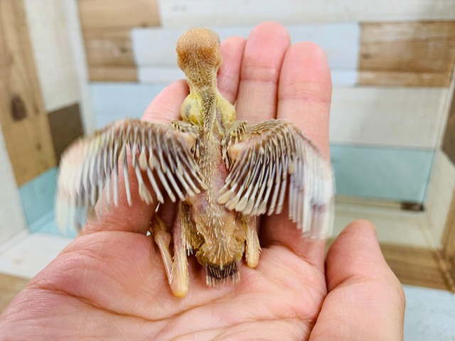 変わった色合いに♪シナモン文鳥さん☆ シナモン文鳥