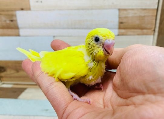 ビタミンカラー☆セキセイインコ(ダブルファクター)さん!!