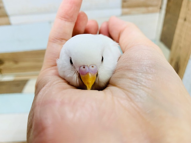 フィット感がたまらない♡セキセイインコ(アルビノ)さん♪ セキセイインコ