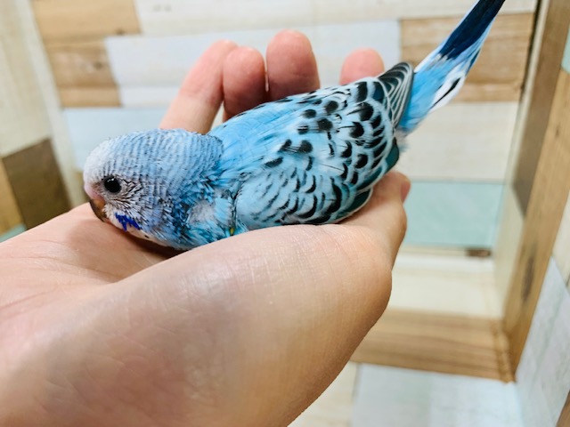 セキセイインコ