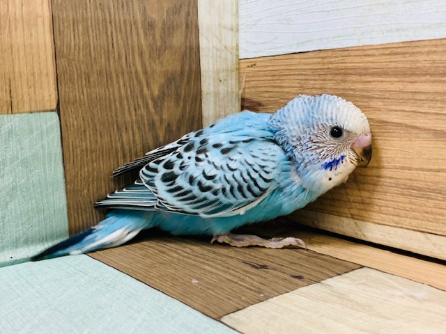 おめめくりくり♪セキセイインコ(オパーリン)さん☆ セキセイインコ