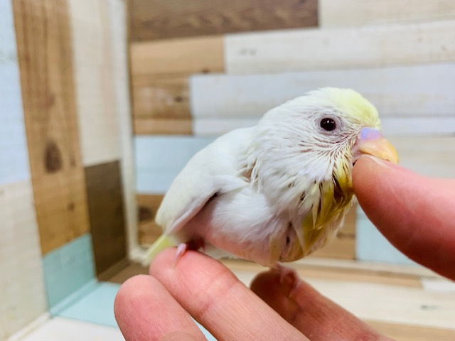 クリームだけど赤目さん!セキセイインコ(クリーム)さん! セキセイインコ