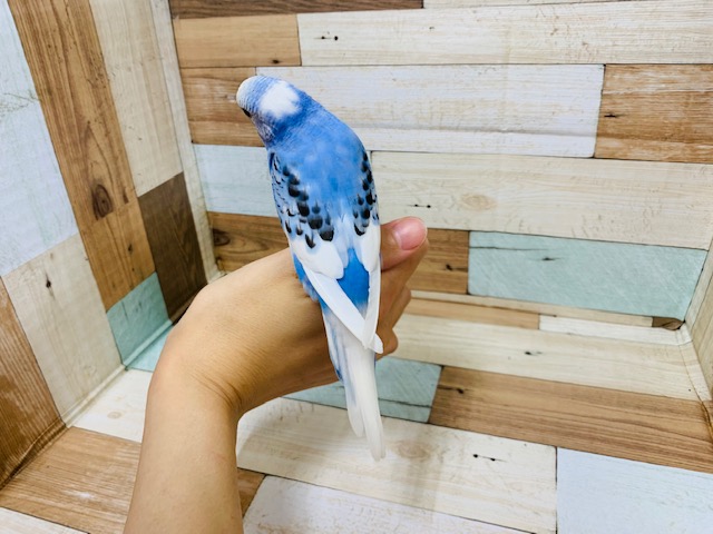 可愛らしいお顔に?!羽が生えそろいました!セキセイインコ(パイド)さん! セキセイインコ